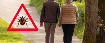 Ką daryti įsisiurbus erkei? Svarbiausi patarimai kiekvienam